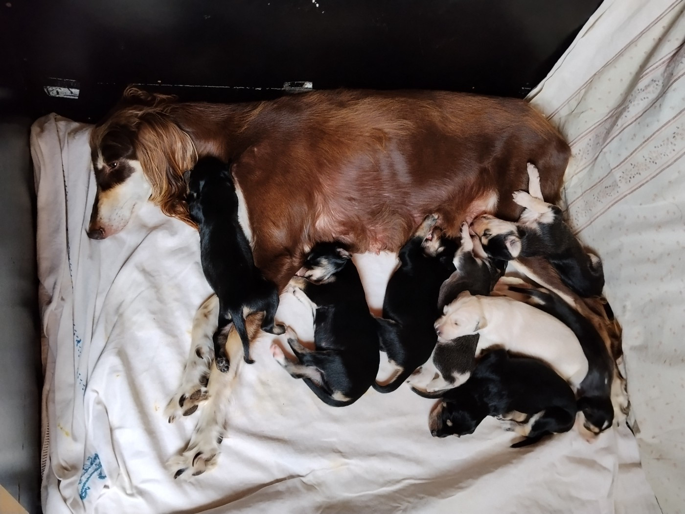 Les bébés sont nés le 2 juillet 2026
