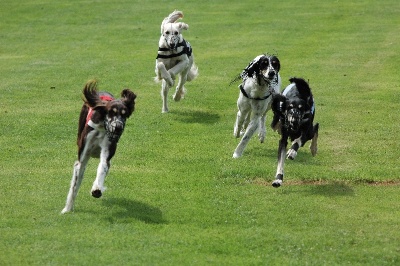 des Messagers de Khandah'Hare - CHAMPION DE FRANCE racing