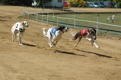 des Messagers de Khandah'Hare - Chocoboy double champion de France racing