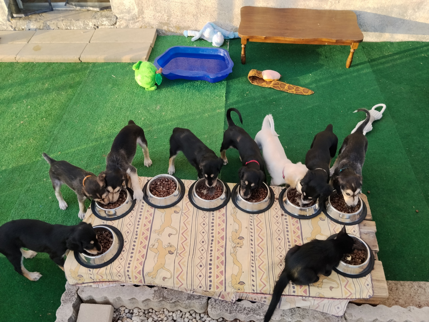 Chiot Saluki des Messagers de Khandah'Hare