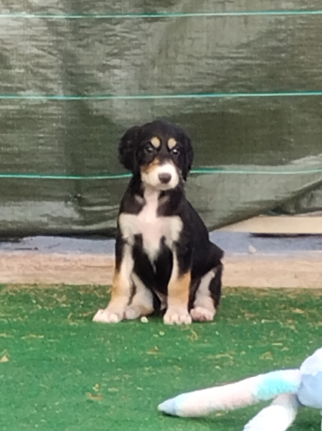des Messagers de Khandah'Hare - Chiots disponibles - Saluki