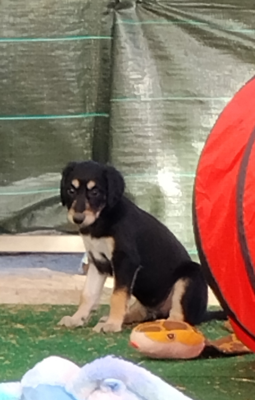 des Messagers de Khandah'Hare - Chiots disponibles - Saluki