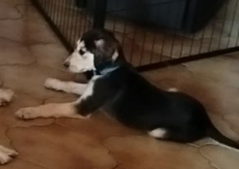 des Messagers de Khandah'Hare - Chiots disponibles - Saluki