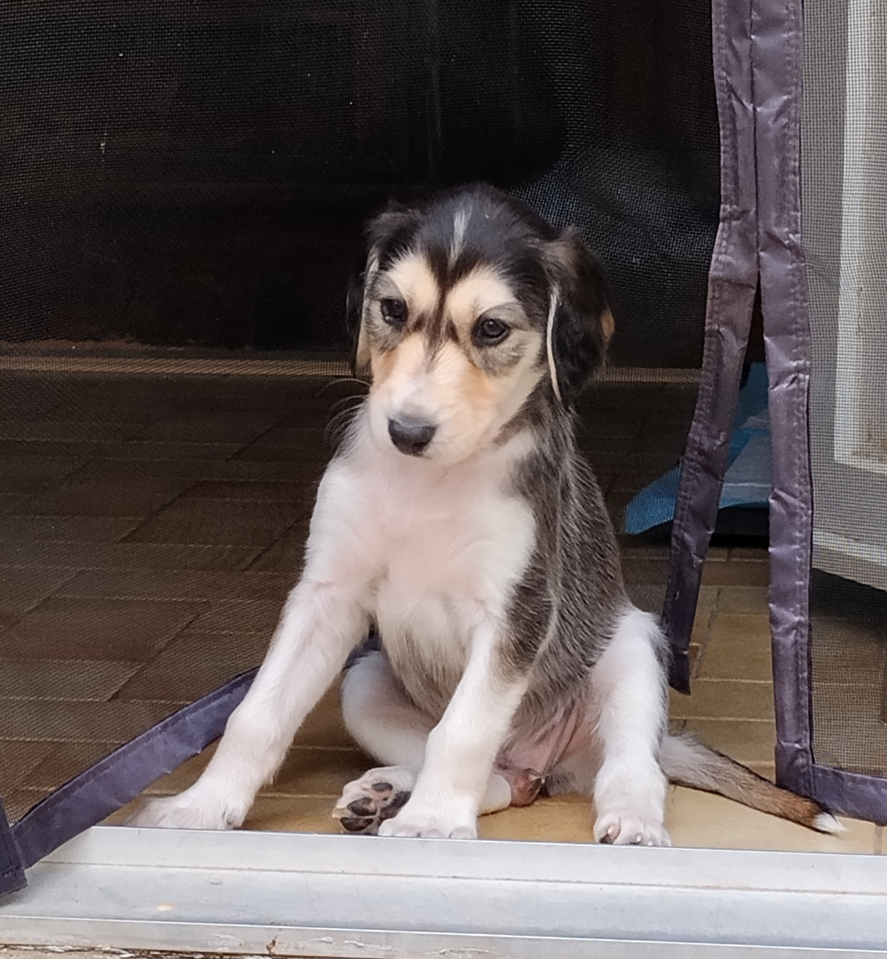 des Messagers de Khandah'Hare - Chiots disponibles - Saluki