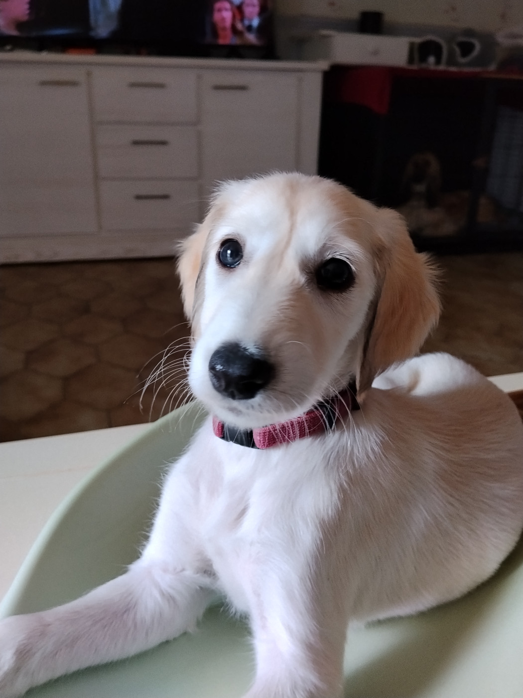 des Messagers de Khandah'Hare - Chiots disponibles - Saluki