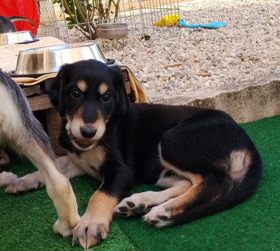Chiot N°6
