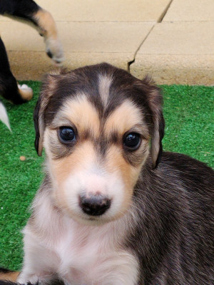 Chiot N°7