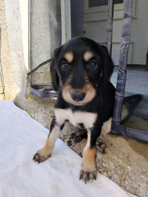 Chiot N°8