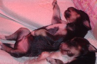 CHIOT