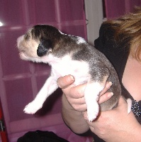 CHIOT