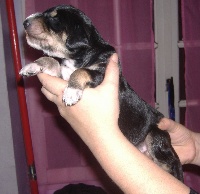 CHIOT